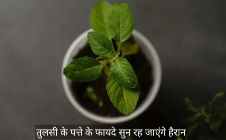 तुलसी के पत्ते से आपकी स्किन के साथ आपका शरीर भी बनेगा हेल्थी और स्ट्रांग , जानें इसके फायदे