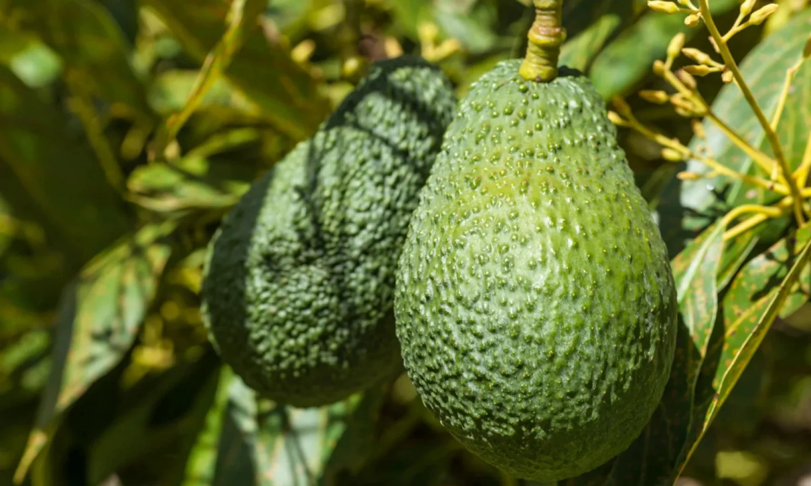 े कई सारे फायदे खाने में रखें कुछ सावधानियां