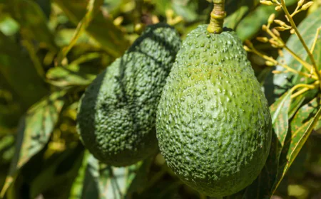 एवोकाडो रखेगा आपके हार्ट का ध्यान मिलेंगे कई सारे फायदे खाने में रखें कुछ सावधानियां