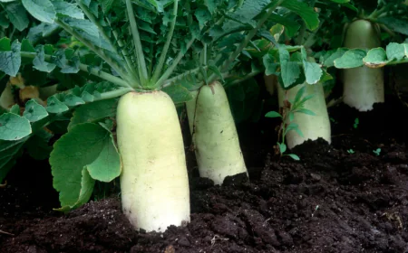 सर्दियों में मूली खाने के है जबरदस्त फायदे जानें फायदे और इसे खाने के तरीके