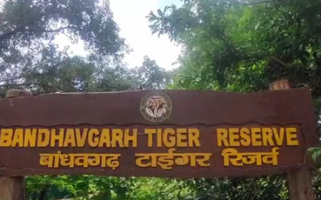 नए साल के जश्न में डूबा बांधवगढ़ टाइगर रिजर्व, जंगल के बीच पर्यटकों ने किया 2026 का स्वागत