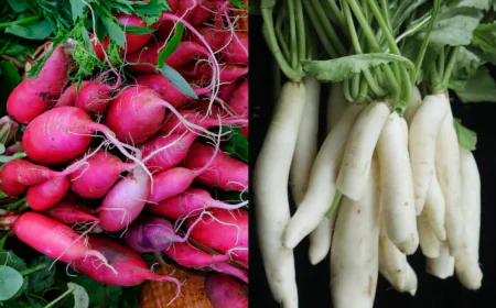 सफेद और लाल मूली में क्या है फर्क जानें किसके बेनिफिट्स है ज्यादा