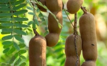 स्वाद ही नहीं सेहत का खजाना है इमली: वजन घटाने और पाचन में है बेहद कारगर