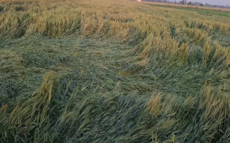 गुरदासपुर में कुदरत की मार: बेमौसम बारिश और तेज हवाओं से फसलें बिछीं; किसानों की सालभर की मेहनत पर संकट